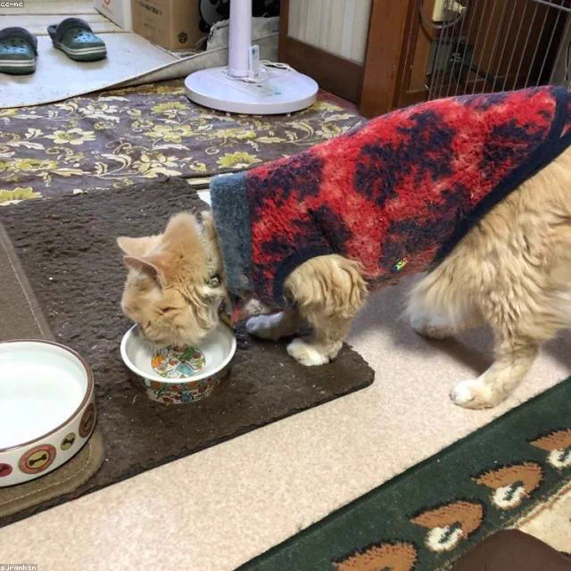 疏水垫