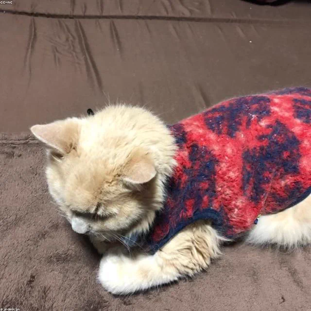 防滑条